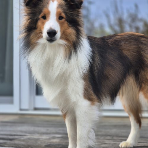 Aoife wird zum Therapiehund ausgebildet