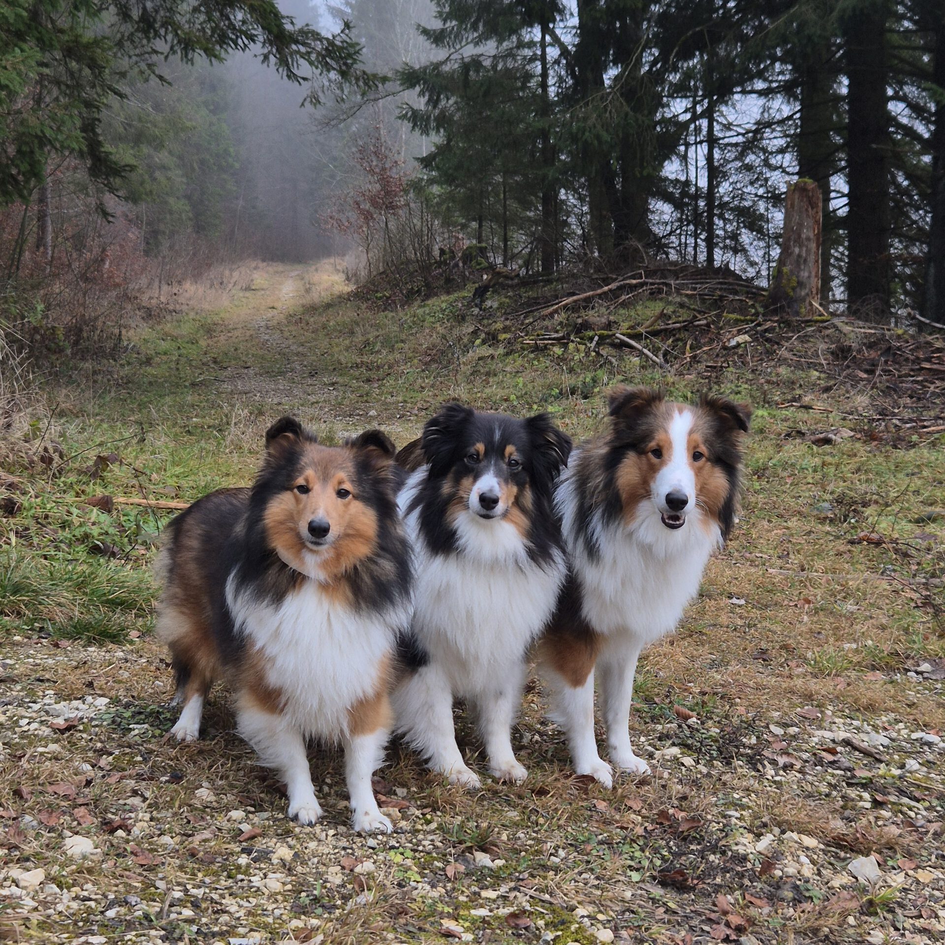 Mein  Trio